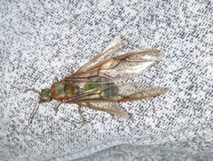 Oecophylla smaragdina