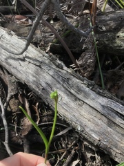 Burchardia umbellata