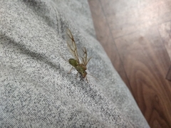 Oecophylla smaragdina