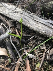 Burchardia umbellata