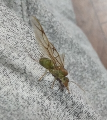 Oecophylla smaragdina