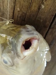 Megaleporinus obtusidens