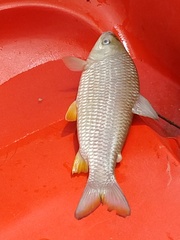 Megaleporinus obtusidens
