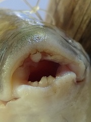 Megaleporinus obtusidens