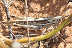 Austracris guttulosa