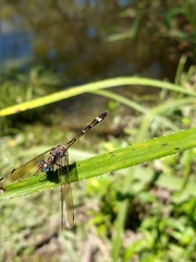 Micrathyria hypodidyma