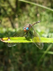 Micrathyria hypodidyma
