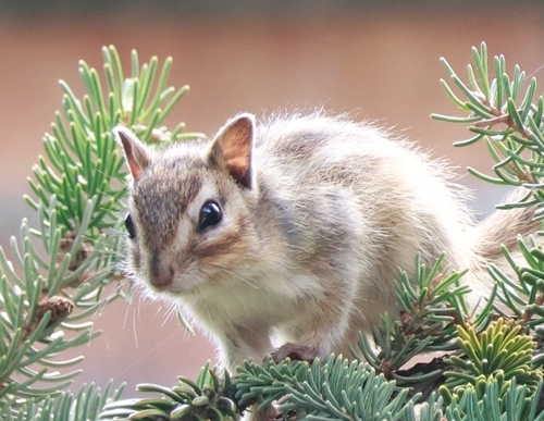 Siberian Chipmunk