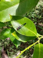 Oligoclada rubribasalis