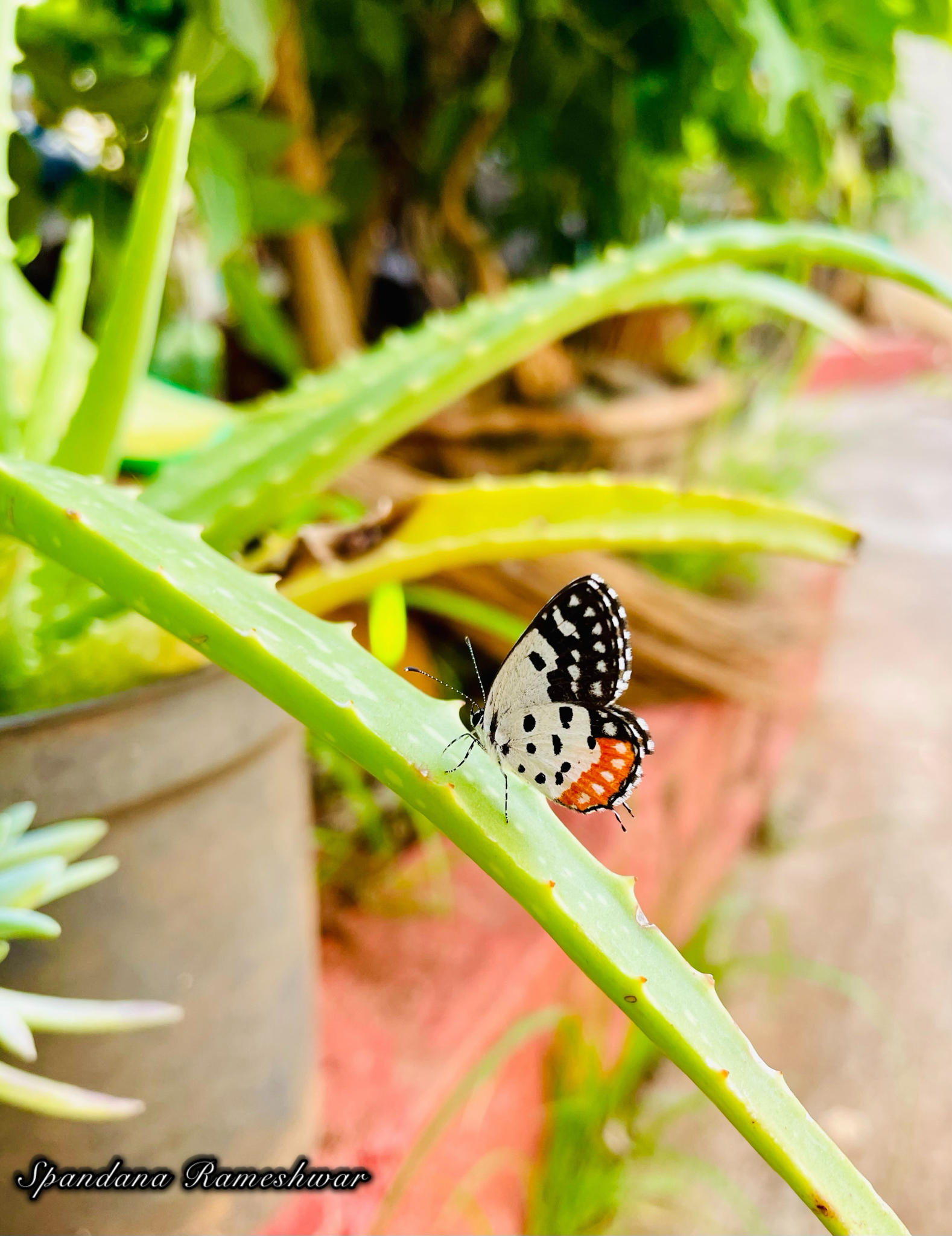 Red Pierrot