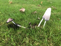 Coprinus comatus