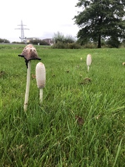 Coprinus comatus