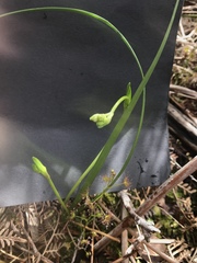 Burchardia umbellata