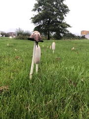 Coprinus comatus