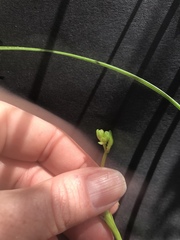 Burchardia umbellata