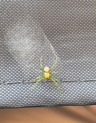 Bijoaraneus praesignis