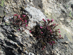 Erica rimarum