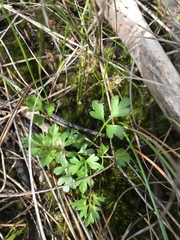 Xanthosia dissecta