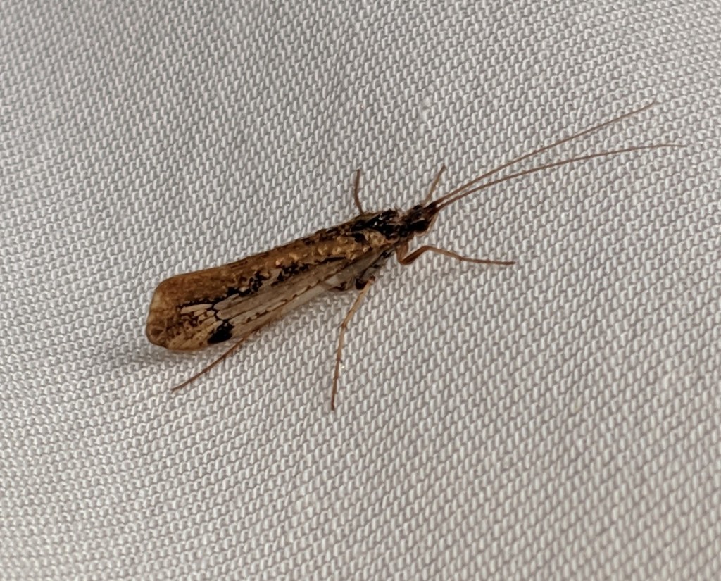Limnephilus moestus