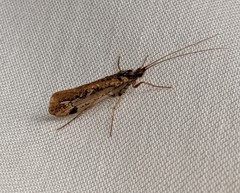 Limnephilus moestus