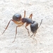 Giant Desert Ant - Photo (c) Mohammad Marafi, some rights reserved (CC BY-NC), uploaded by Mohammad Marafi