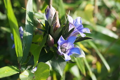 Gentiana scabra buergeri