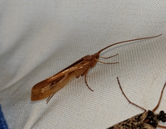 Limnephilus flavastellus