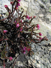 Erica rimarum