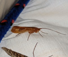 Limnephilus flavastellus