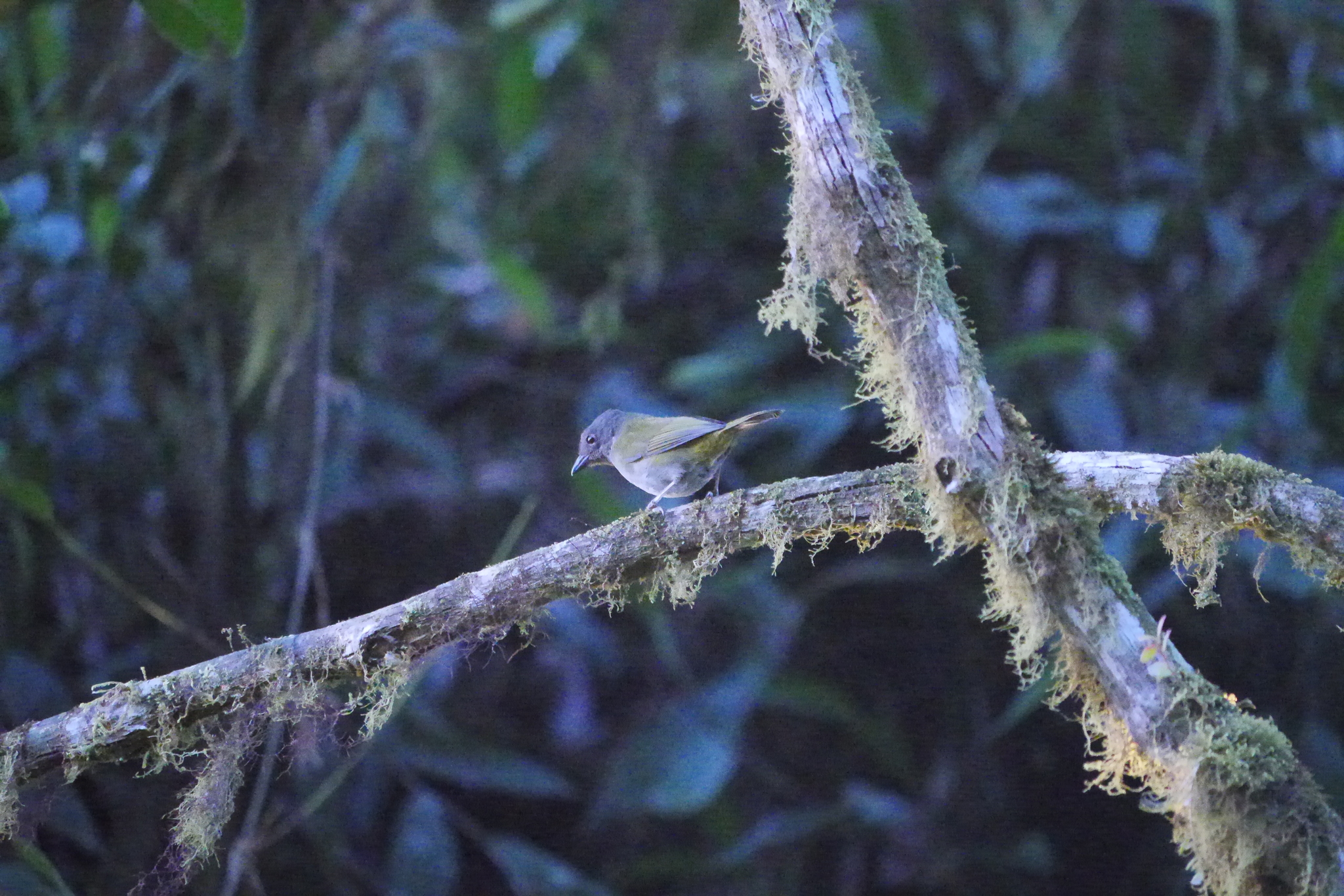 Dusky Chlorospingus (Chlorospingus semifuscus), photo 2