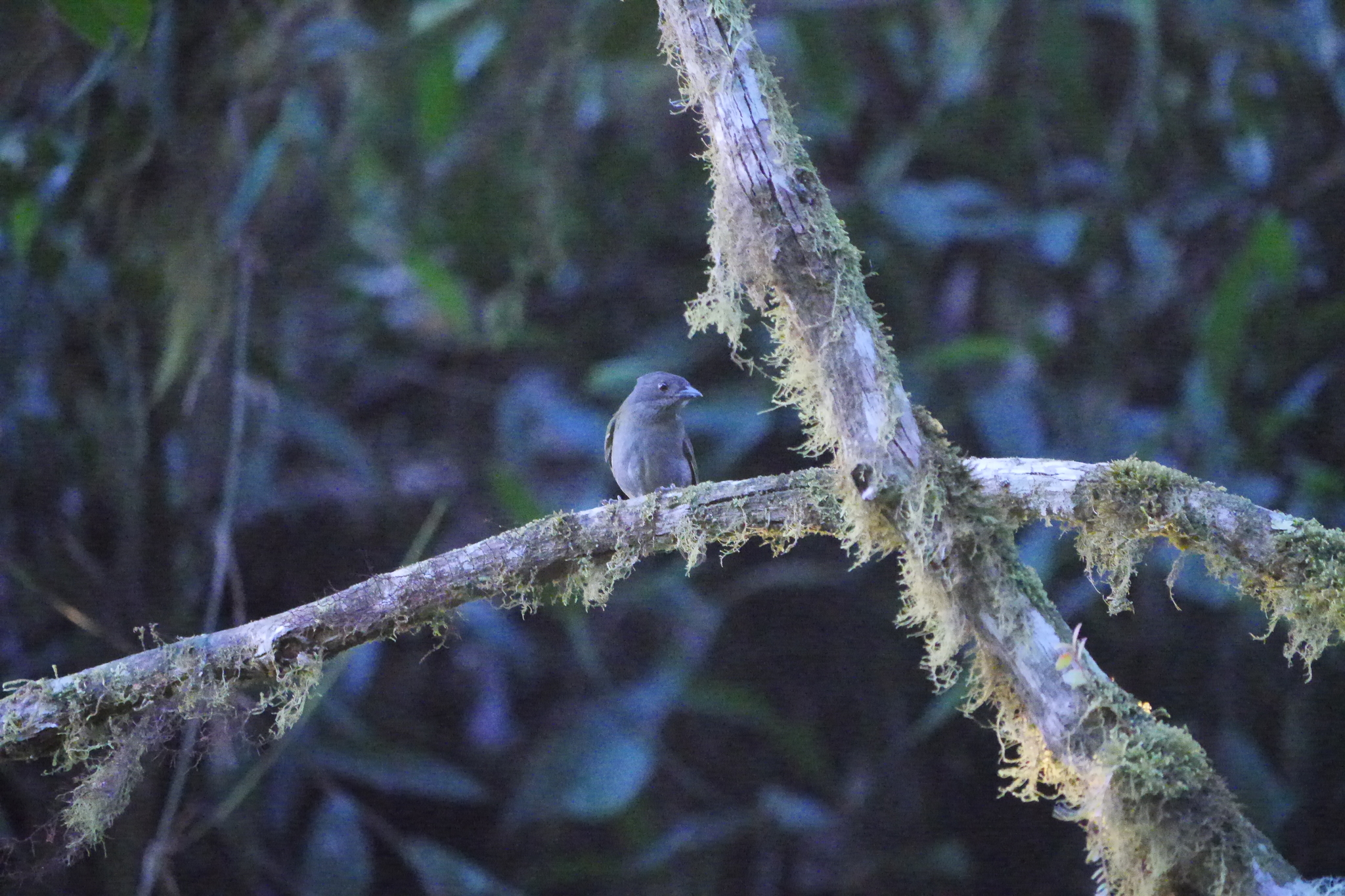 Dusky Chlorospingus (Chlorospingus semifuscus), photo 3