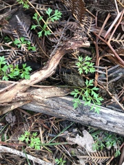 Xanthosia dissecta