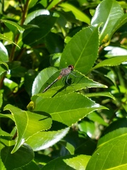 Oligoclada rubribasalis