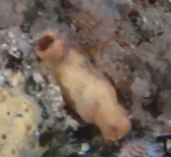 Cnemidocarpa bicornuta