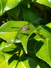 Oligoclada rubribasalis