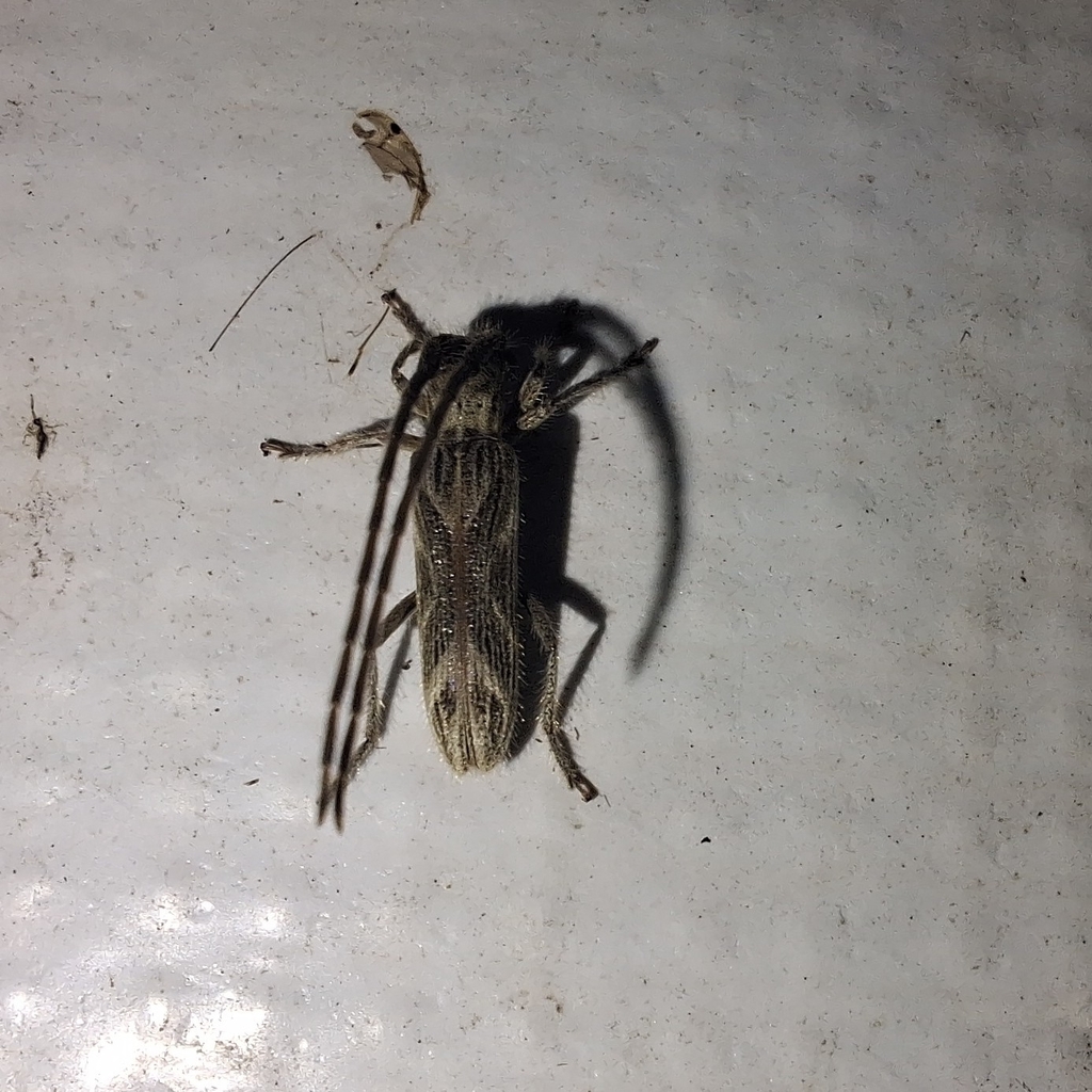 Recchia hirsuta