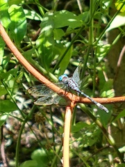 Micrathyria hypodidyma