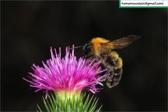 Bombus opulentus