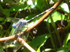 Micrathyria hypodidyma