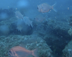 Paratrachichthys trailli