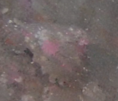 Astraea heliotropium