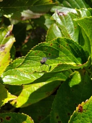 Oligoclada rubribasalis