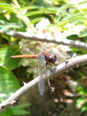 Orthemis ambinigra