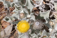 Anemocarpa podolepidium