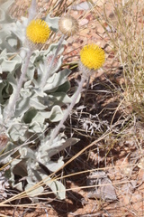 Anemocarpa podolepidium