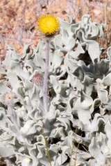 Anemocarpa podolepidium