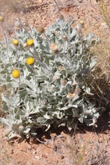 Anemocarpa podolepidium