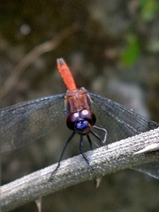 Orthemis ambinigra