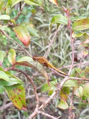 Erythrodiplax melanorubra