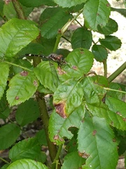 Micrathyria hypodidyma